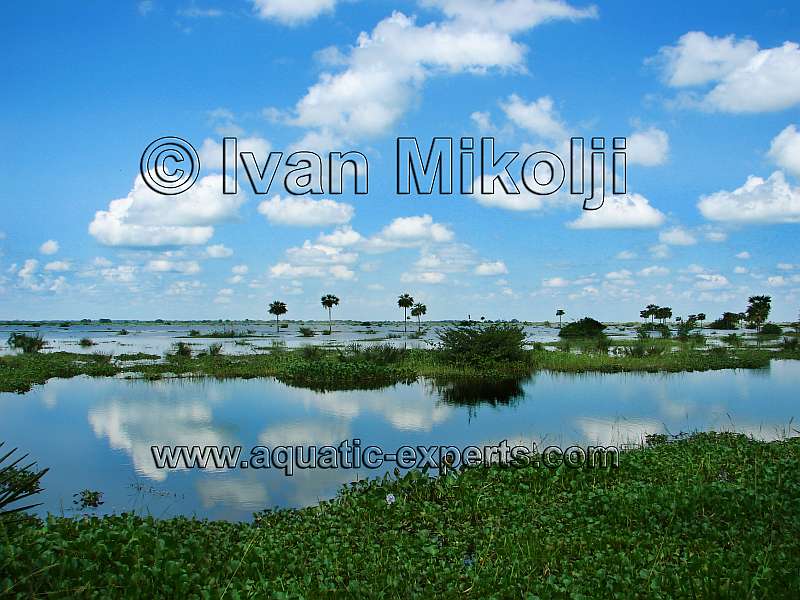 FLOODED AREA